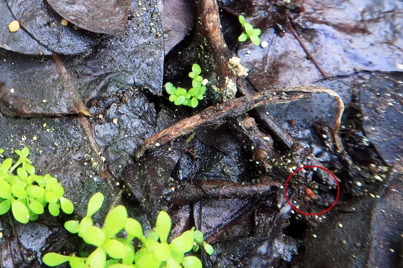 Boubovia subprolata 1 - IMG_5408